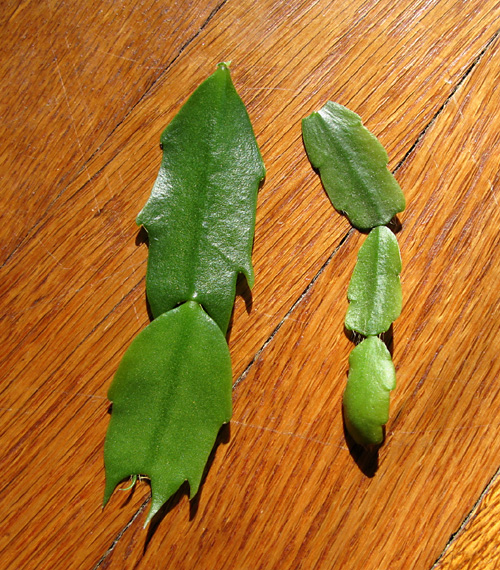 The need to repot is especially noticeable here. See how small the "leaves" are? Notice another difference? In the shape of the "leaves" ... the one on the left is a November or Thanksgiving Cactus and the one on the right is a December or Christmas Cactus.
